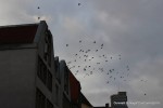 Stadttauben-Schwarm sucht entfernten Taubenschlag