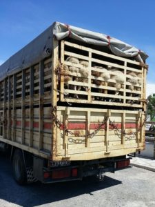 Petition: Tiertransporte bei Hitze verbieten